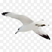 �����ֻ����-������