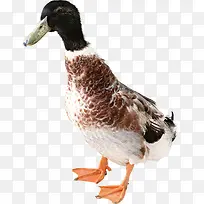 ����ͨ����ͼƬ-������