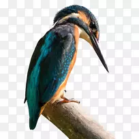 mx linux Antix debian linux内核翠鸟-空若网 mx linux Antix debian linux内核翠鸟-空若网