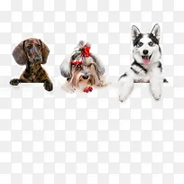 �ɰ���С��-������