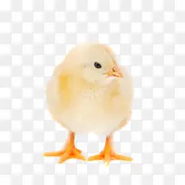 动物特写-空若网 动物特写-空若网