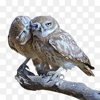 树枝上的两只猫头鹰-空若网 树枝上的两只猫头鹰-空若网