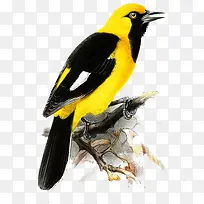 �ֻ����廭-������