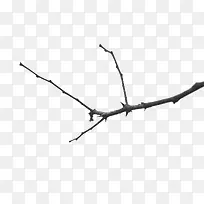 黑色树枝-空若网 黑色树枝-空若网