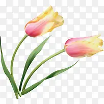 水彩郁金香-空若网 水彩郁金香-空若网