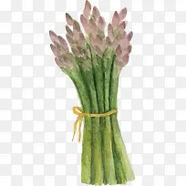 水彩芦笋-空若网 水彩芦笋-空若网