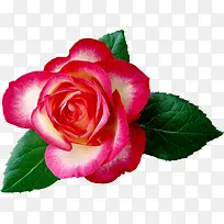 ��ҩ����-������