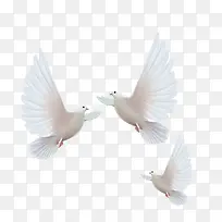 手绘白色的小鸽子设计-空若网 手绘白色的小鸽子设计-空若网