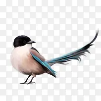 小鸟素材-空若网 小鸟素材-空若网