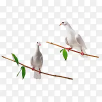 树枝上的白鸽-空若网 树枝上的白鸽-空若网