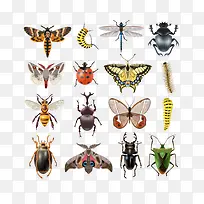 矢量昆虫元素-空若网 矢量昆虫元素-空若网