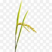 手绘水彩秋天稻谷-空若网 手绘水彩秋天稻谷-空若网