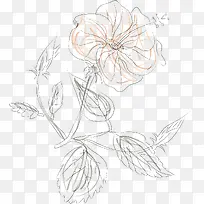 水彩画月季花矢量图-空若网 水彩画月季花矢量图-空若网