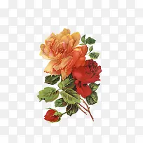 水彩月季花-空若网 水彩月季花-空若网