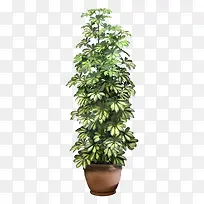 金钱树盆栽-空若网 金钱树盆栽-空若网