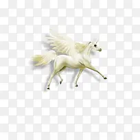 白色飞天马-空若网 白色飞天马-空若网