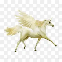 翅膀黄马-空若网 翅膀黄马-空若网