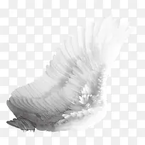 单翼羽毛免抠素材-空若网 单翼羽毛免抠素材-空若网