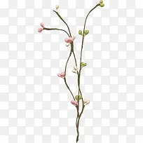 树枝上的彩色花苞-空若网 树枝上的彩色花苞-空若网