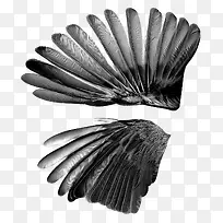 两个翅膀-空若网 两个翅膀-空若网