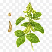 豆荚-空若网 豆荚-空若网