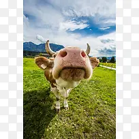 奶牛鼻子蓝天白云-空若网 奶牛鼻子蓝天白云-空若网