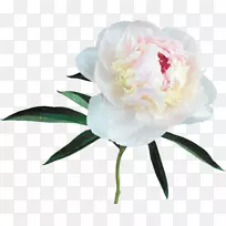 ĵ�������ֽ�廨����-ĵ��-������