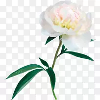 牡丹剪贴画-牡丹-空若网 牡丹剪贴画-牡丹-空若网