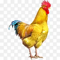 彩色大公鸡-空若网 彩色大公鸡-空若网