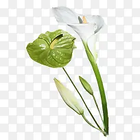 白色马蹄莲-空若网 白色马蹄莲-空若网