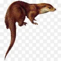 黄鼠狼动物-空若网 黄鼠狼动物-空若网