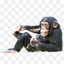 吃草的猩猩-空若网 吃草的猩猩-空若网