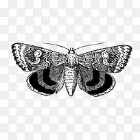 手绘卡通黑色飞蛾-空若网 手绘卡通黑色飞蛾-空若网