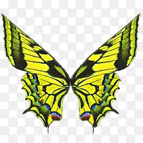 翅膀素材简约 黄色蝴蝶-空若网 翅膀素材简约 黄色蝴蝶-空若网