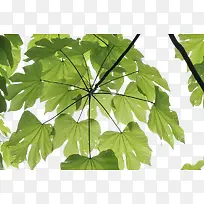 绿色梧桐叶装饰素材-空若网 绿色梧桐叶装饰素材-空若网