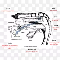 牛雌性生殖系统解剖-牛-空若网 牛雌性生殖系统解剖-牛-空若网