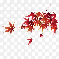 ��ɫ�Ŀ�ͨ��Ҷ-������