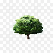 大树-空若网 大树-空若网
