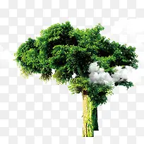 参天大树-空若网 参天大树-空若网
