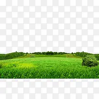 ��ɫ�ݵ�-������