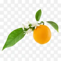 橙色香甜水果带叶子的奉节脐橙实-空若网 橙色香甜水果带叶子的奉节脐橙实-空若网