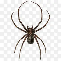 黑色毛毛蜘蛛插画-空若网 黑色毛毛蜘蛛插画-空若网