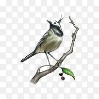 树枝与鸟-空若网 树枝与鸟-空若网