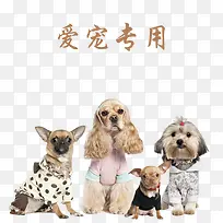 爱宠专用宠物店宣传单-空若网 爱宠专用宠物店宣传单-空若网