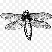 蜻蜓昆虫蝴蝶线艺术-龙蝇-空若网 蜻蜓昆虫蝴蝶线艺术-龙蝇-空若网