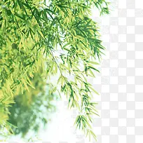 盛开的桂花树-空若网 盛开的桂花树-空若网