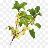 桂花树枝-空若网 桂花树枝-空若网