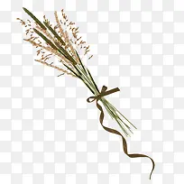 狗尾巴草-空若网 狗尾巴草-空若网