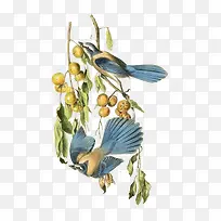 卡通觅食小鸟-空若网 卡通觅食小鸟-空若网