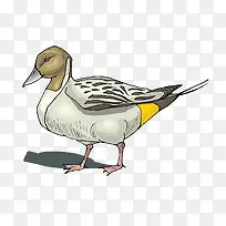 矢量家禽鸭子素材-空若网 矢量家禽鸭子素材-空若网